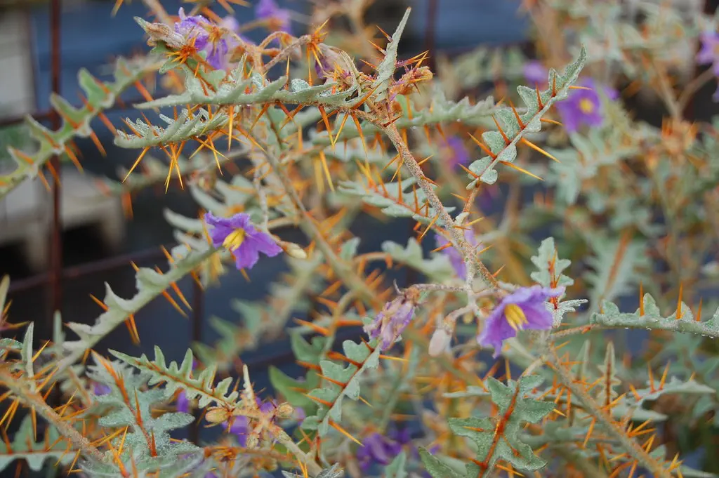 porcupine-tomato-plant flower