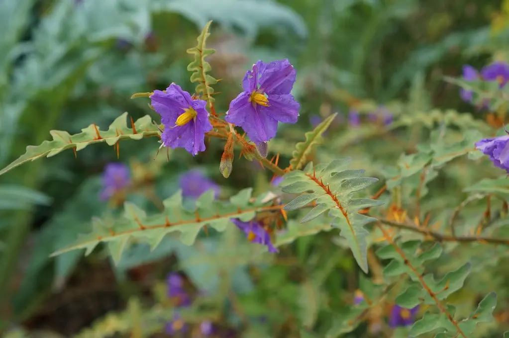 porcupine-tomato-plant with flower